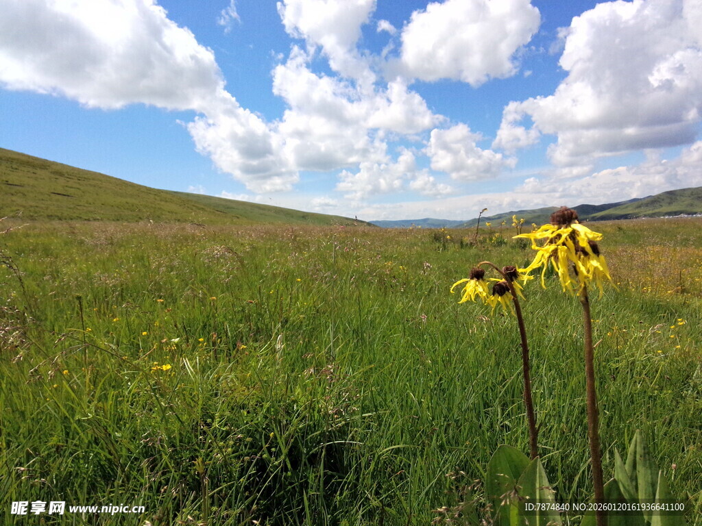 草原黄花蓝天美景