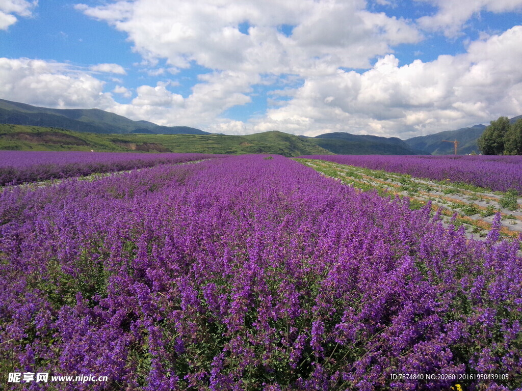 紫色薰衣草花海美景