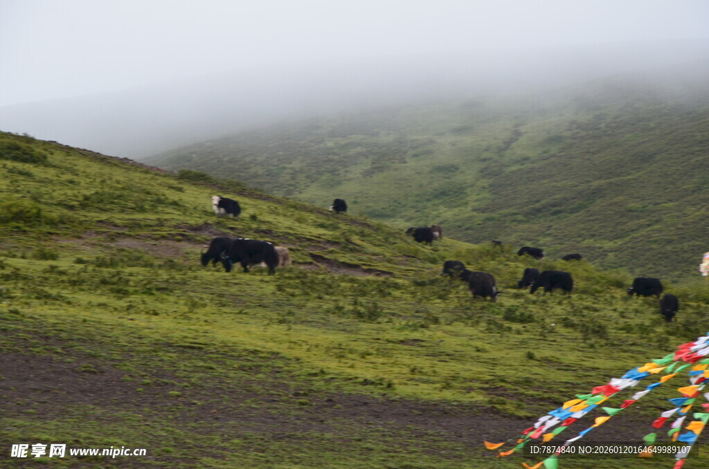 山坡上的牦牛与经幡