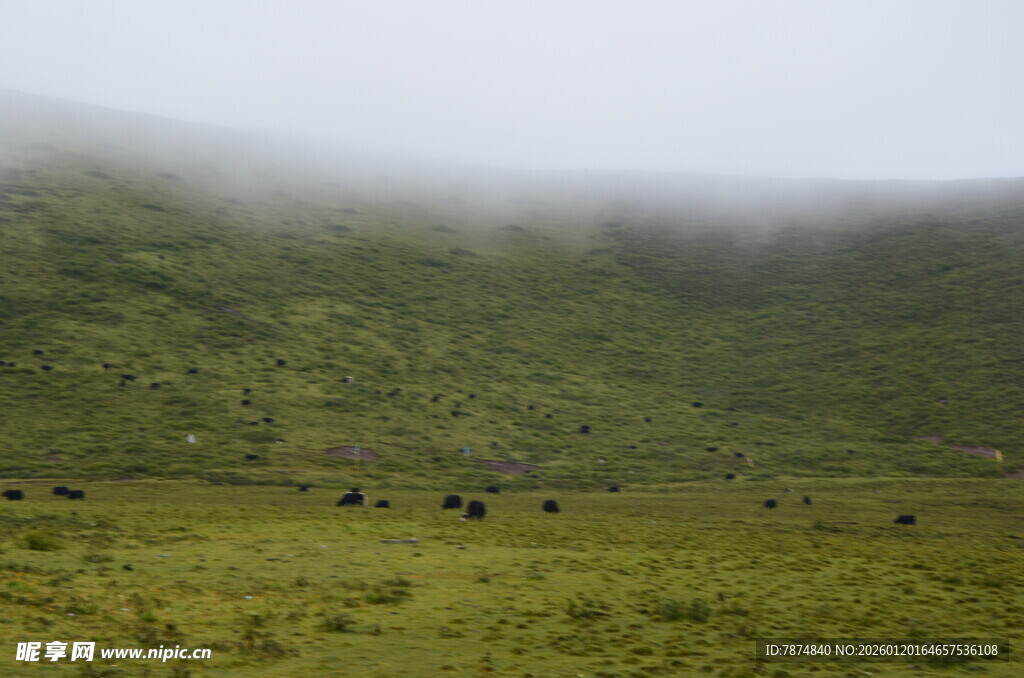 山间雾中草原上的牛群
