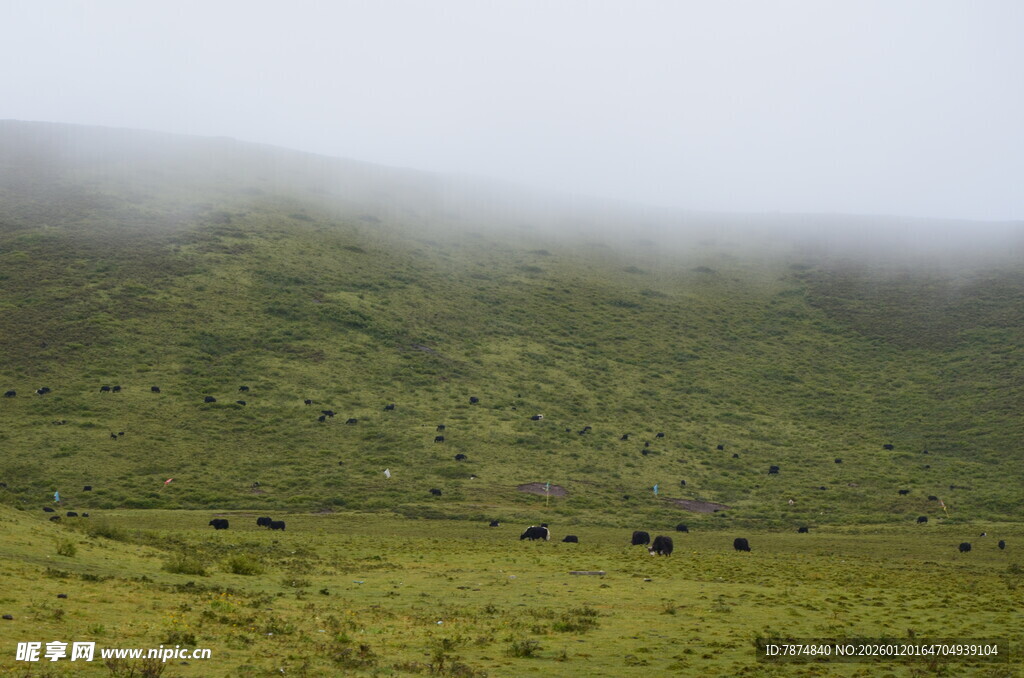 云雾缭绕的草原牧场景象