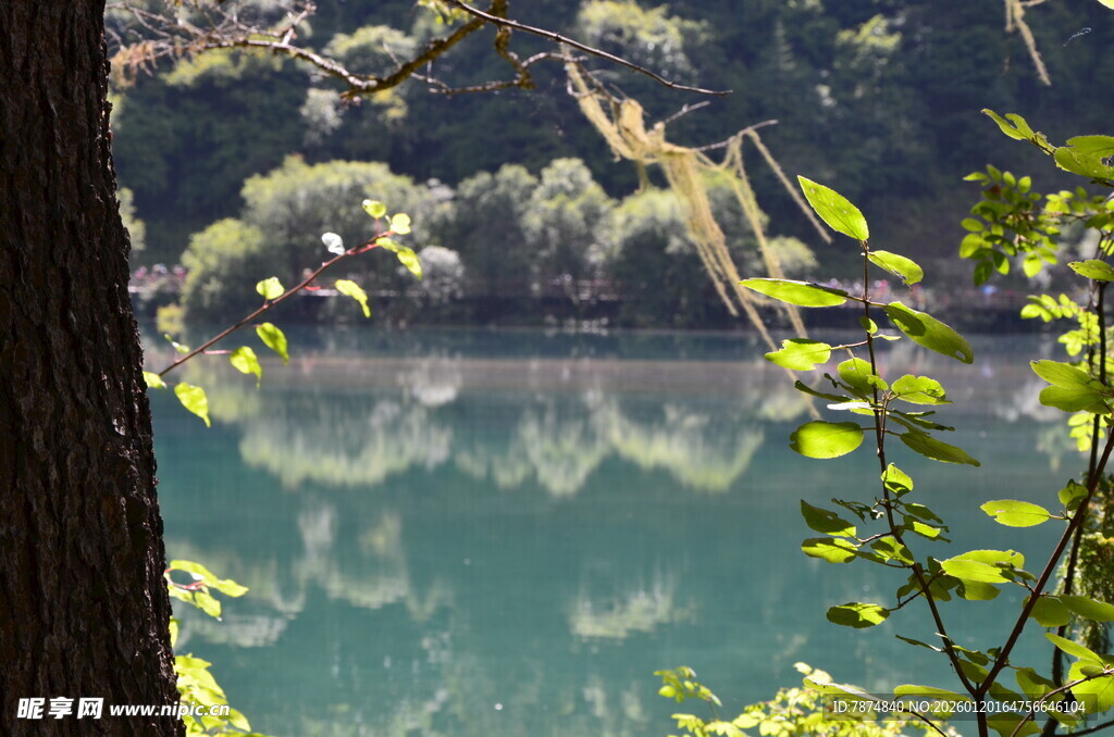 湖畔绿荫 自然静谧之景