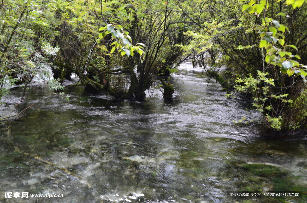 山间清澈溪流与繁茂绿植