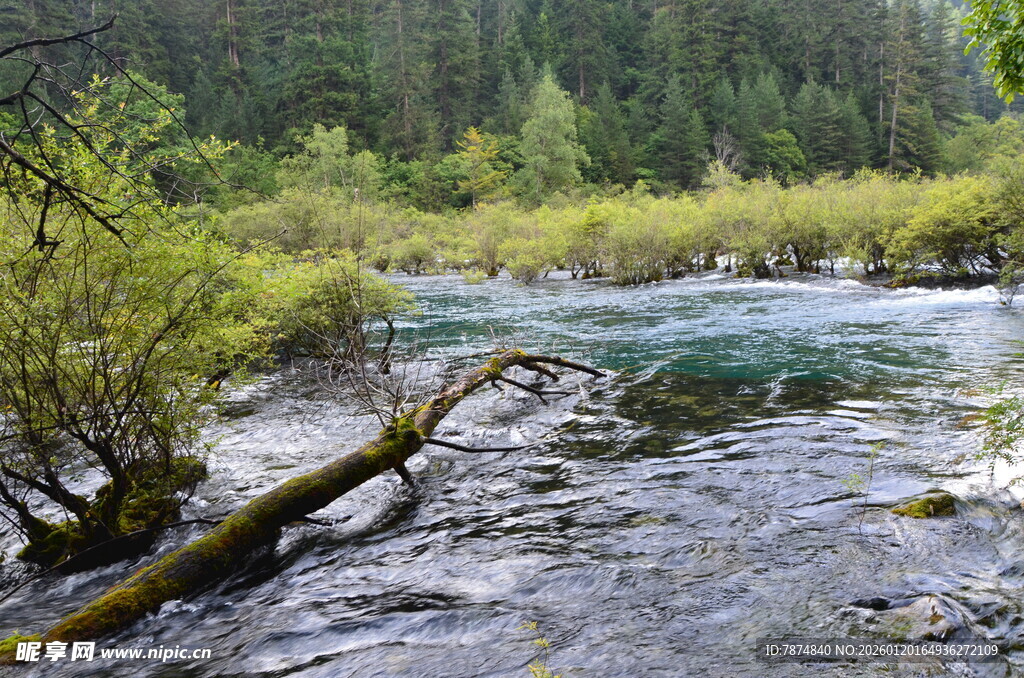 山间溪流旁的自然景致