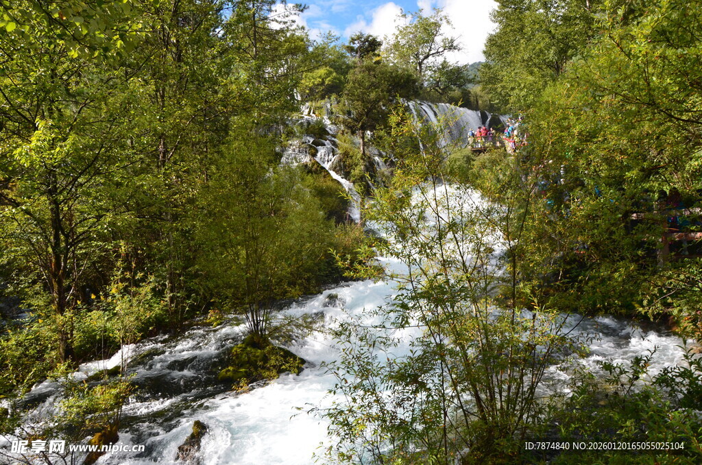 山间溪流旁的葱郁树林
