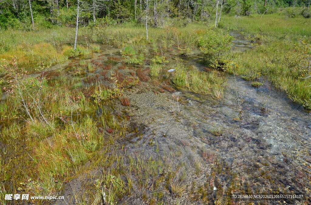 山间小溪旁的自然野景