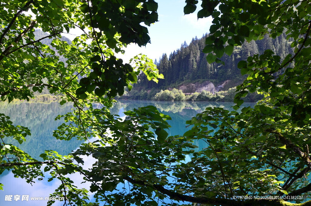透过枝叶看澄澈湖水