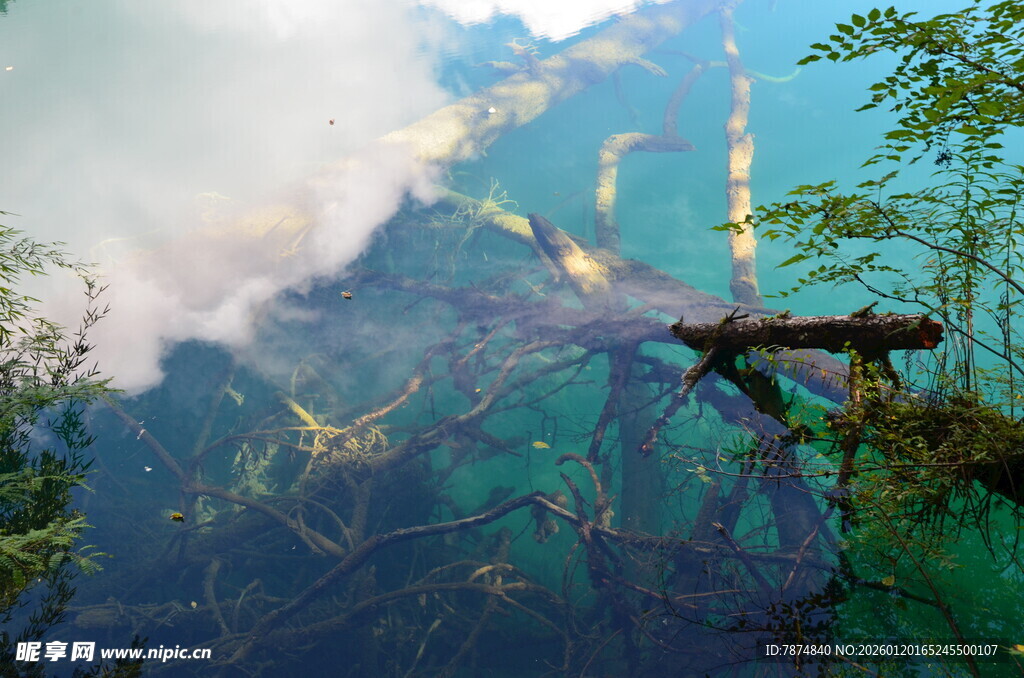 雨林云雾中的奇幻树木景观