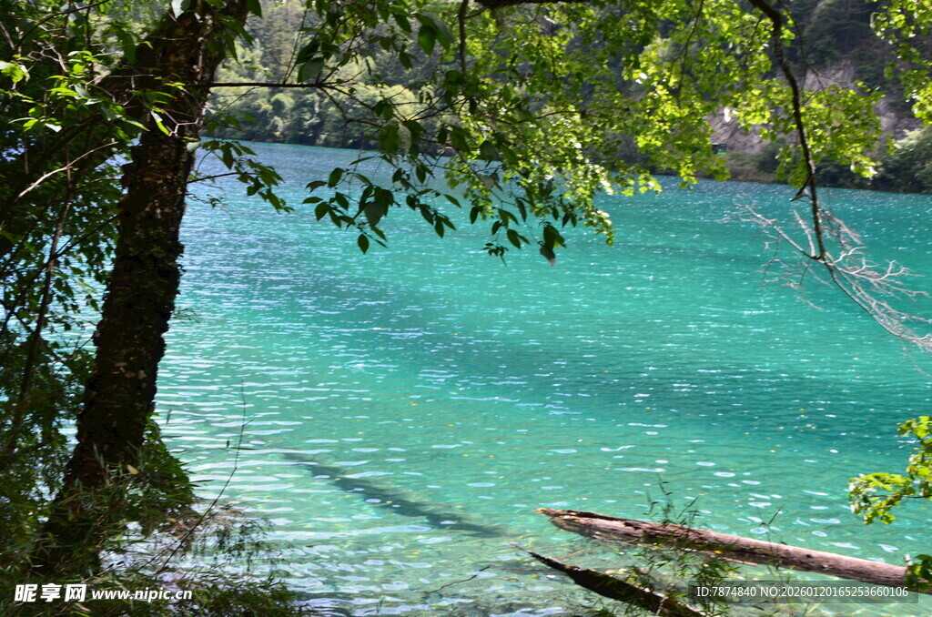 静谧蓝湖中的孤舟与绿树