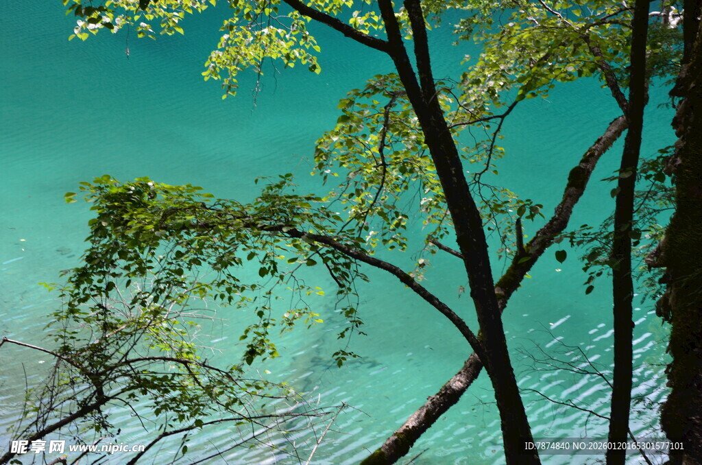 湖畔绿树 湖水如蓝玉