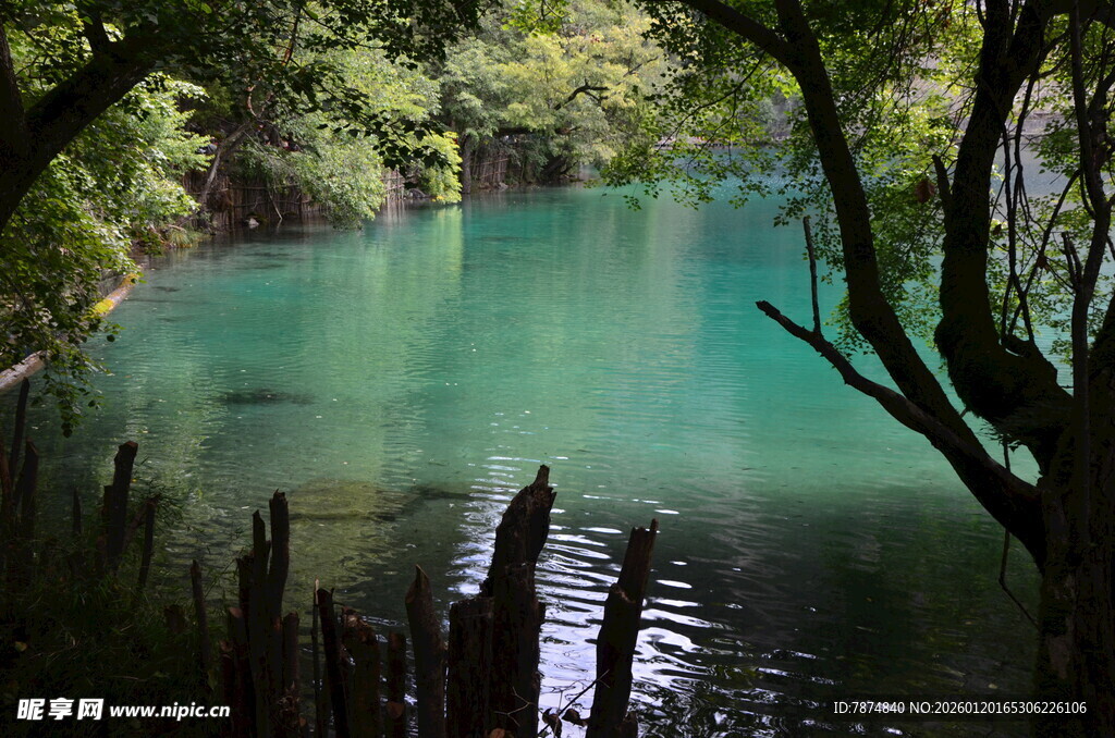 翠绿幽潭 自然静谧之景