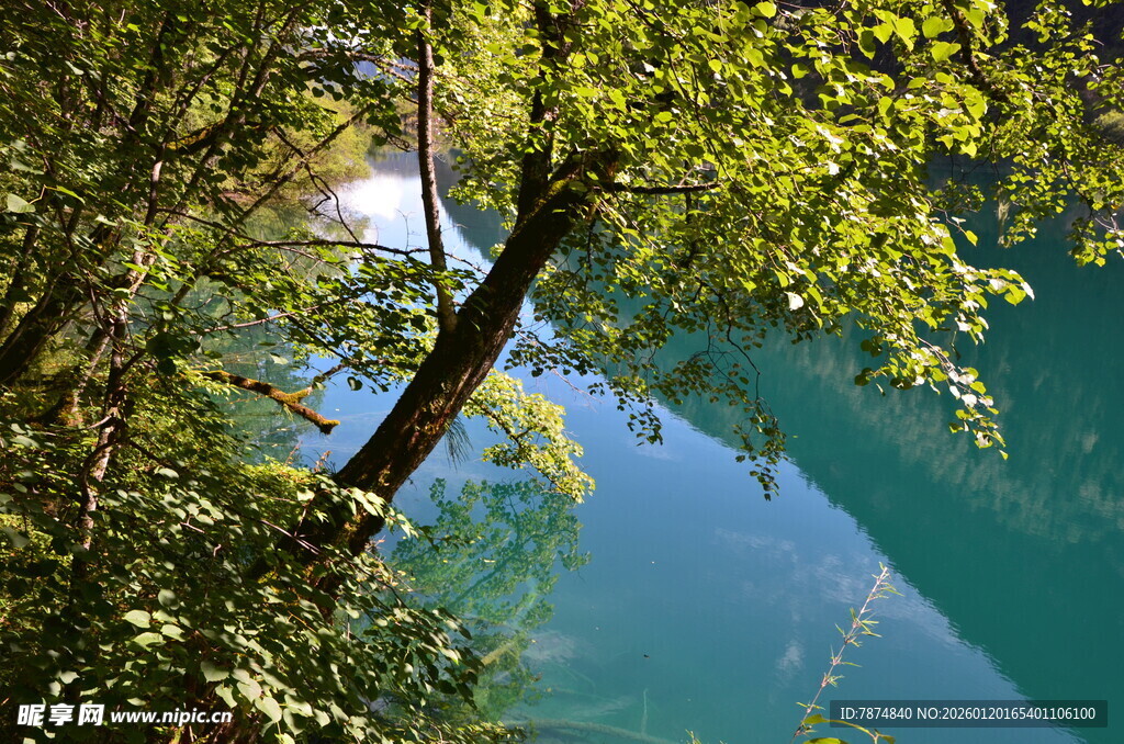 林间湖畔 绿意盎然之景