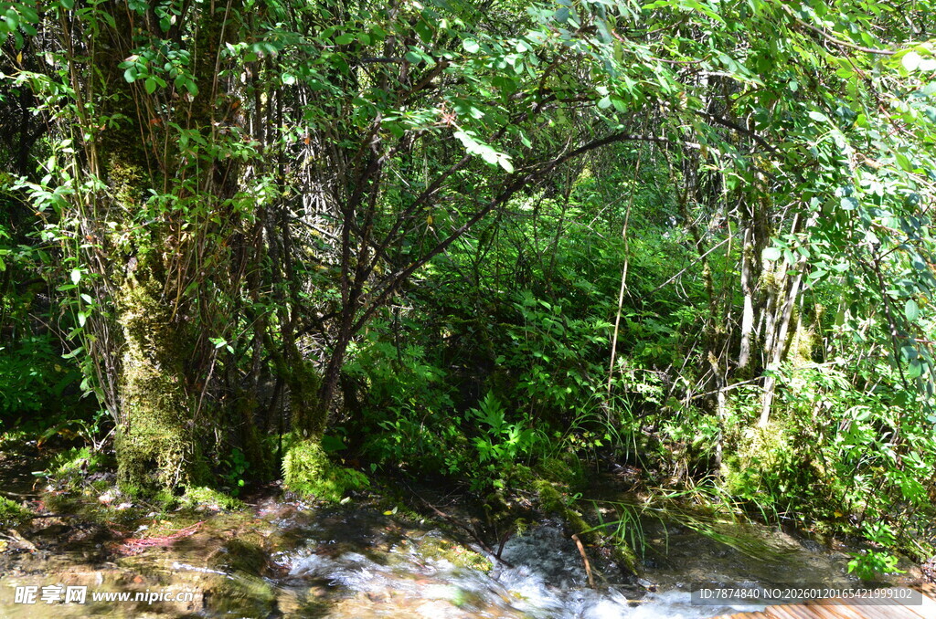山间溪流旁的繁茂绿植