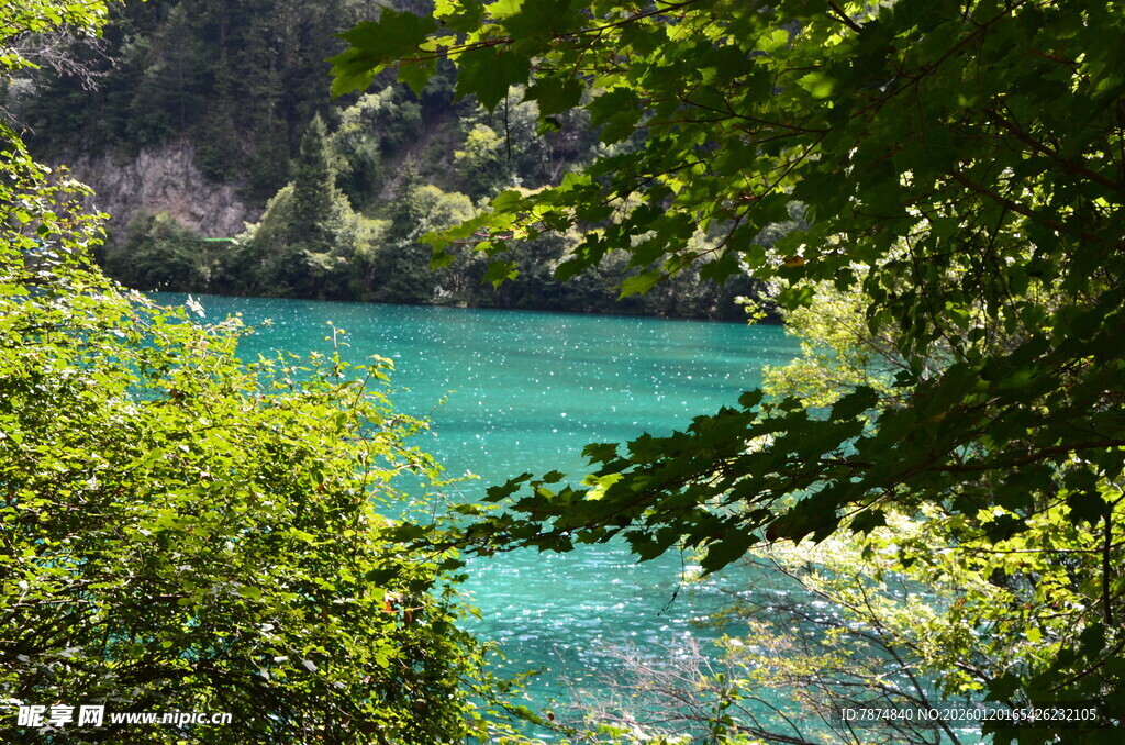 森林环绕的碧绿水潭