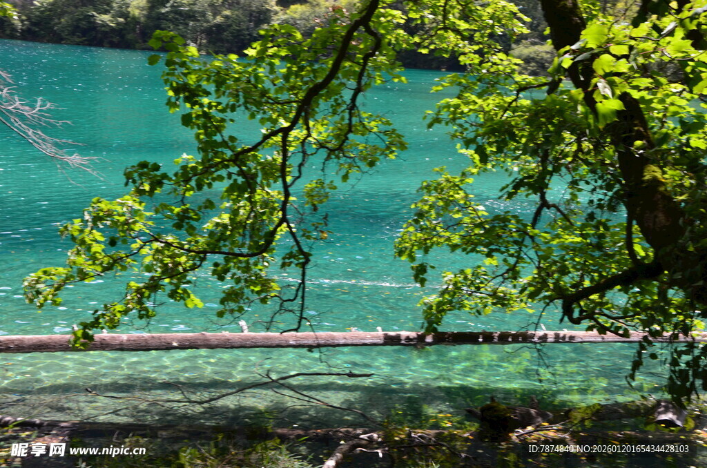湖畔绿树映碧水美景