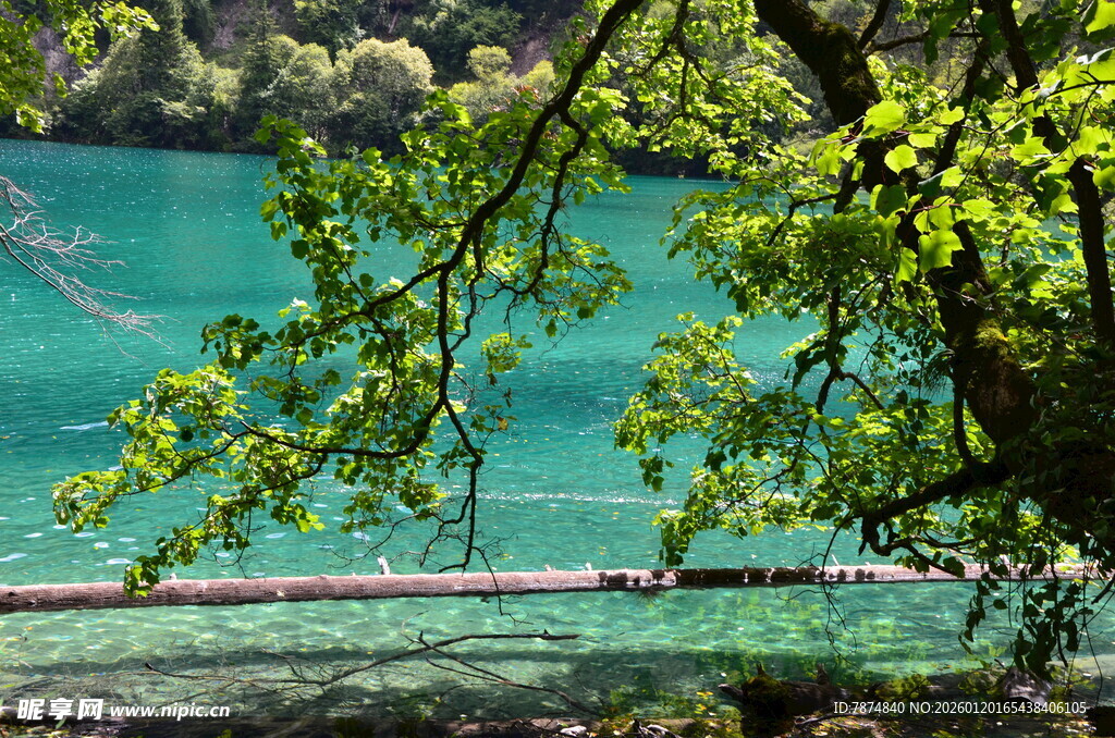 湖畔翠枝映碧水