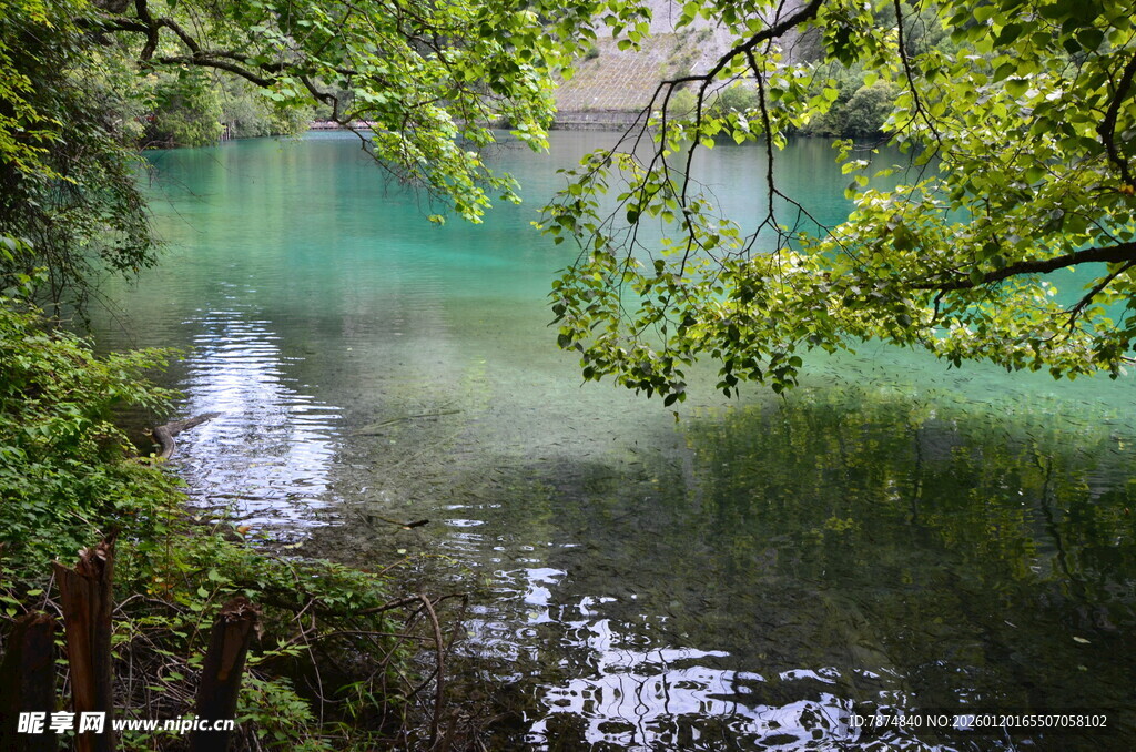 林间碧湖 绿意盎然的美景