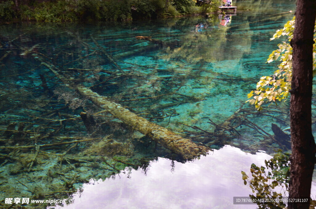 清澈湖底的枯木与翠绿景致