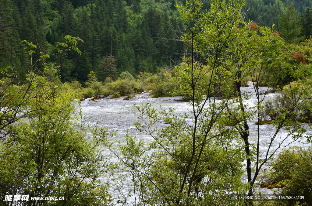 林间河流 绿意盎然的景致