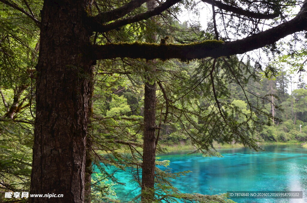 森林中的蓝绿色清澈湖水
