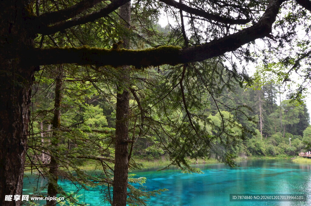 森林中的蓝绿色清澈湖水