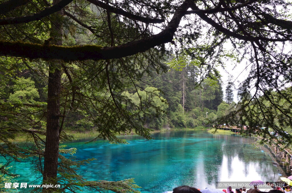 森林中的梦幻蓝湖