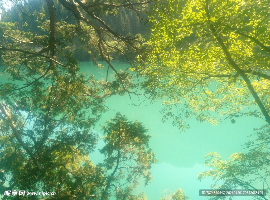 林间湖畔的翠绿自然景致