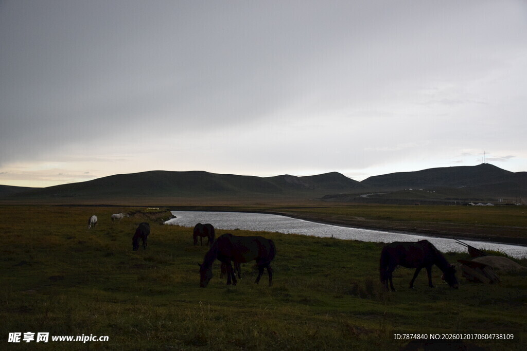 草原河畔的马群
