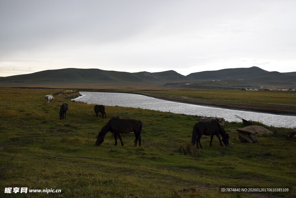 草原湖畔马群悠然