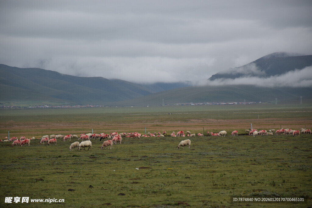 草原上的火烈鸟群景观