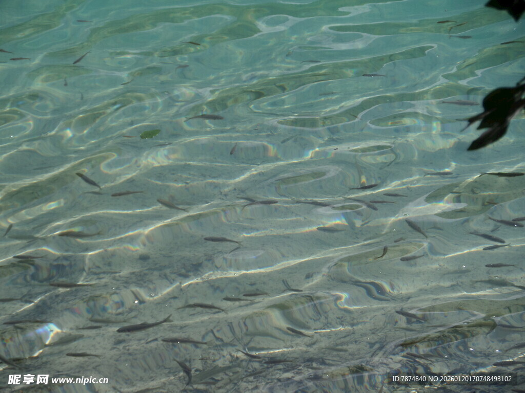 清澈海水中的群鱼游动