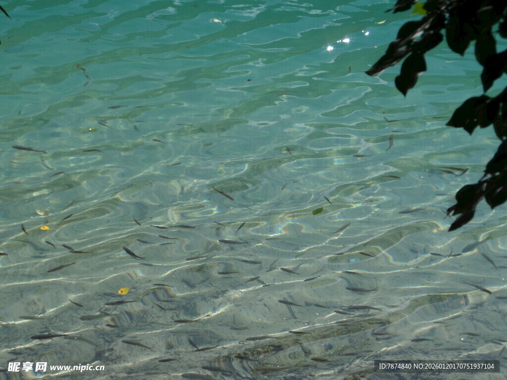 清澈海水下的游动小鱼