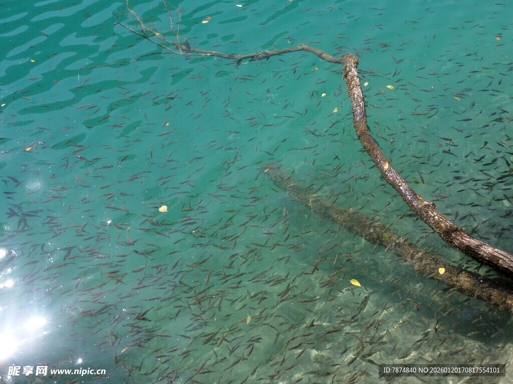 水中枯枝 澄澈水底景象