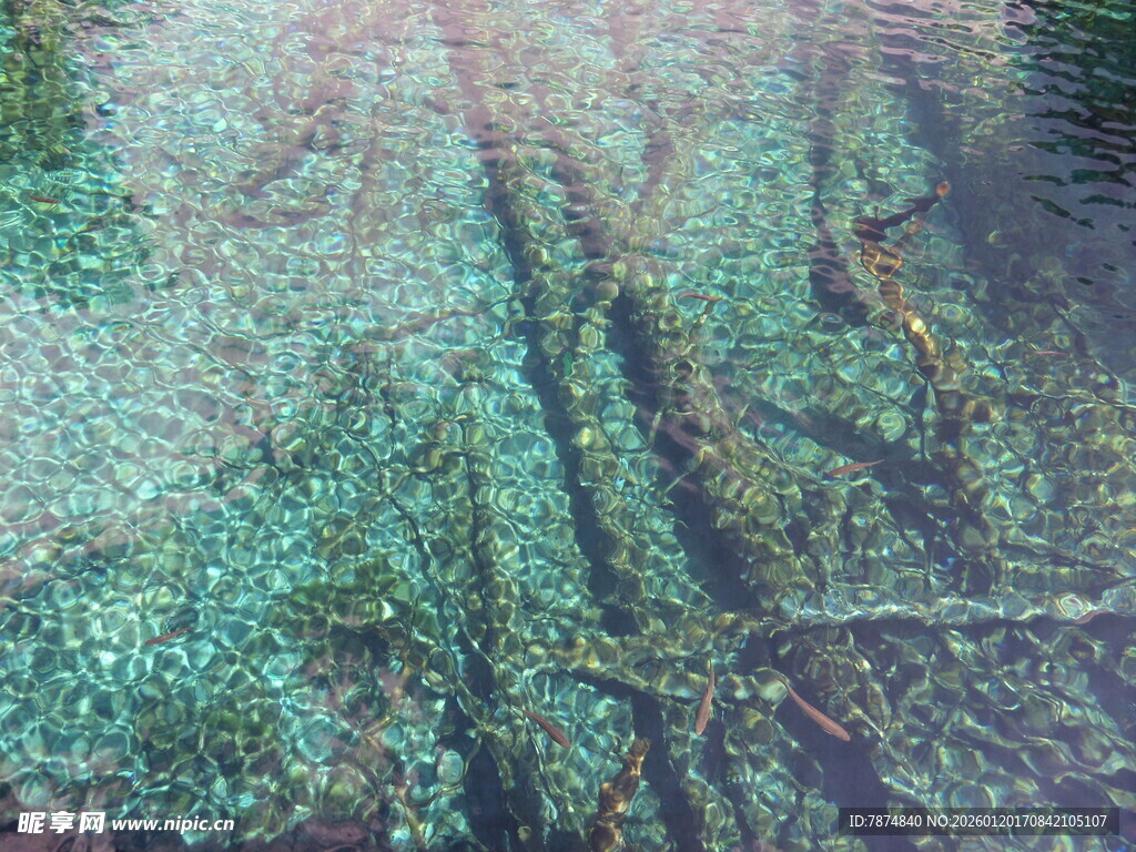 水面漂浮的绿色藻类植物