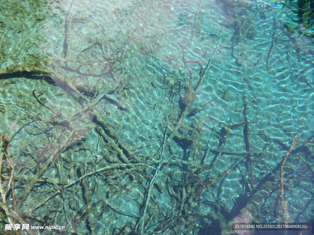 水下植物与缠绕的神秘景象