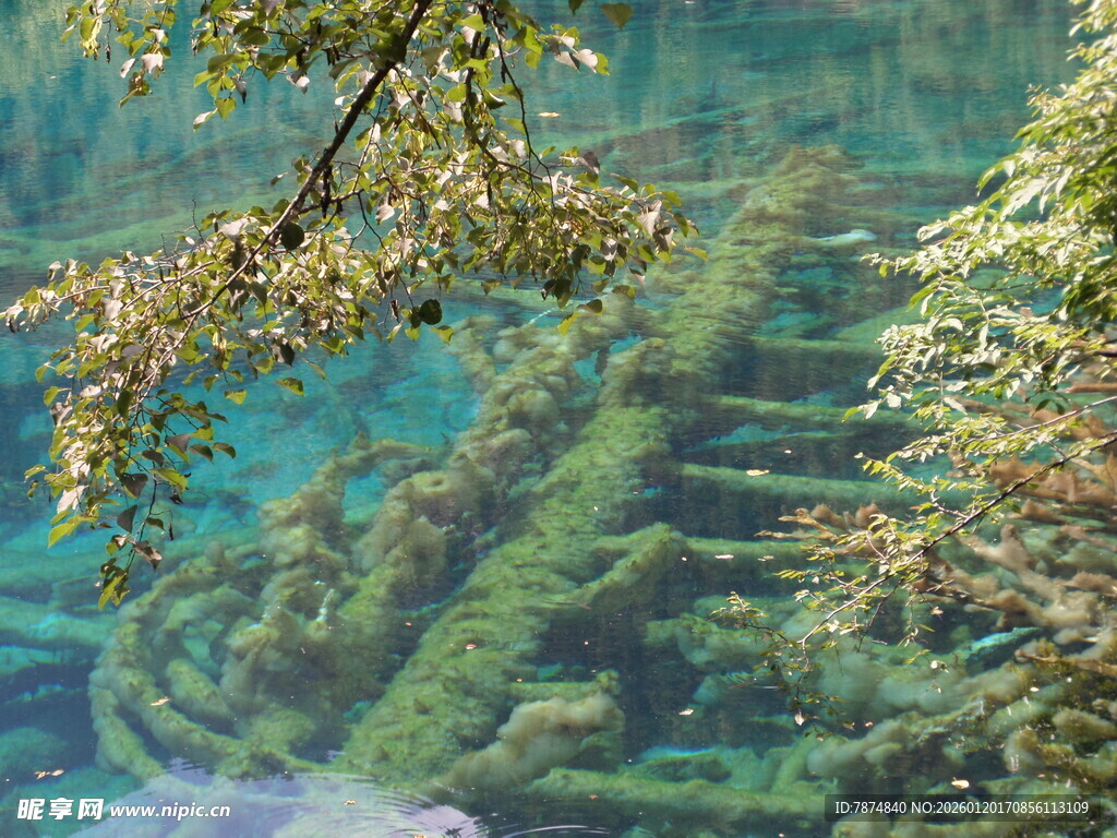 水下森林景观 清澈奇幻