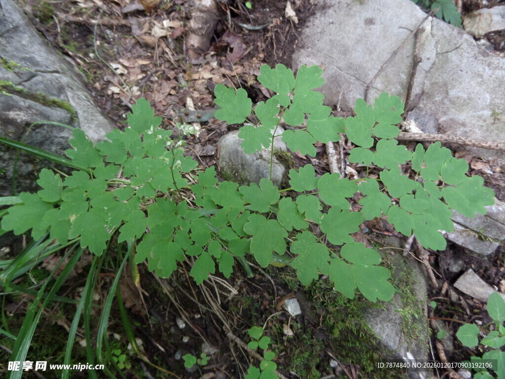 嫩绿植物生长于石间