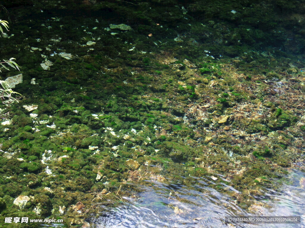 溪边绿意盎然的自然景致