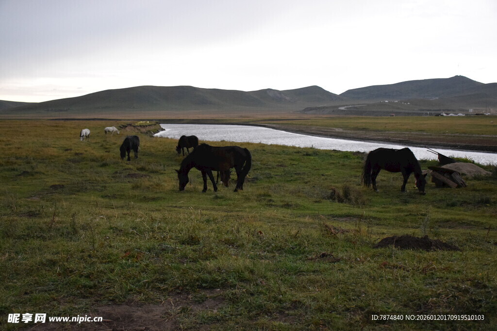 草原河畔的马群