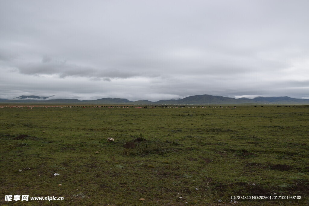 广袤草原与阴沉天空