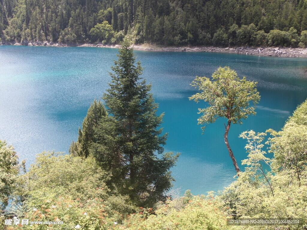 湖畔松林间的幽美湖景