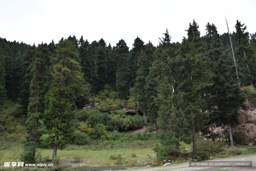 山林间的绿意景致