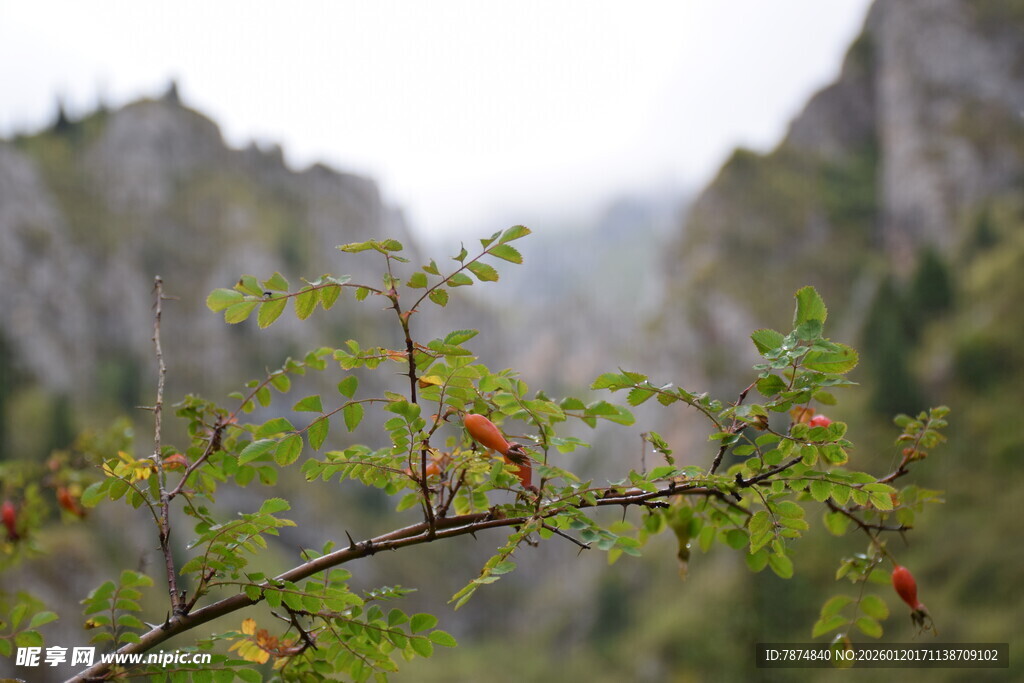 山间嫩绿枝叶生机勃勃