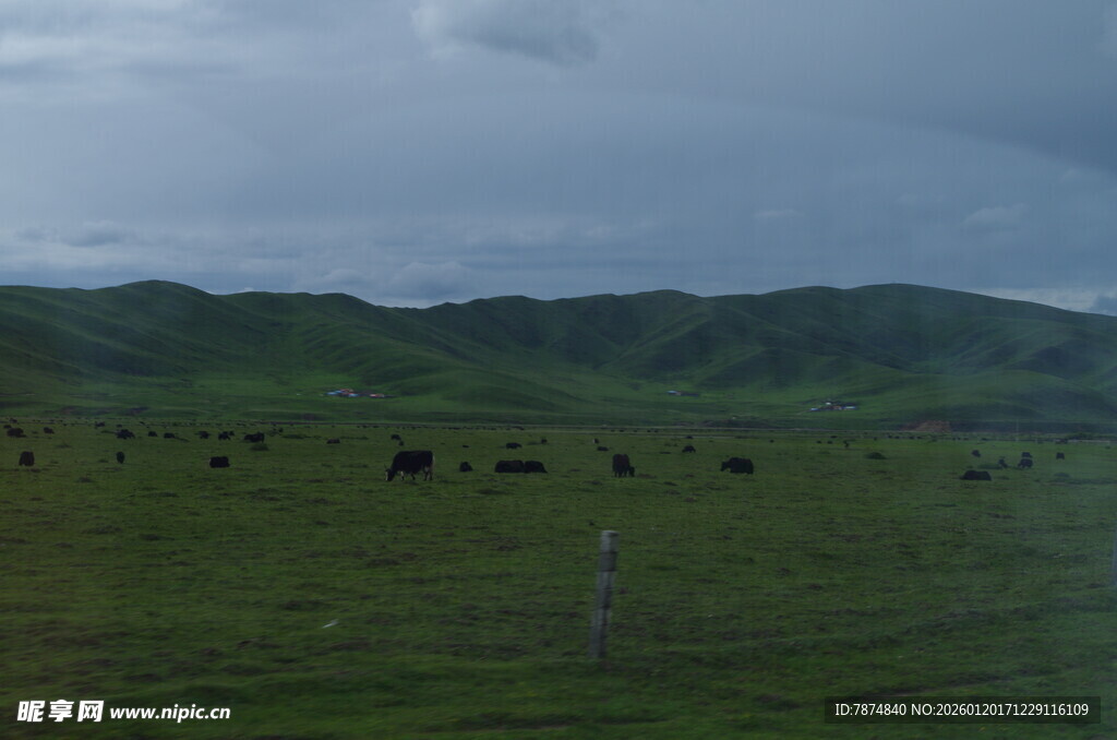 草原上的牛群与远山