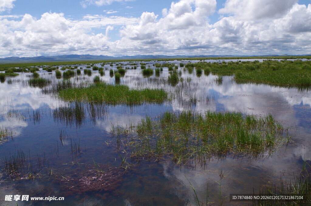 湿地风光 水草与蓝天相映