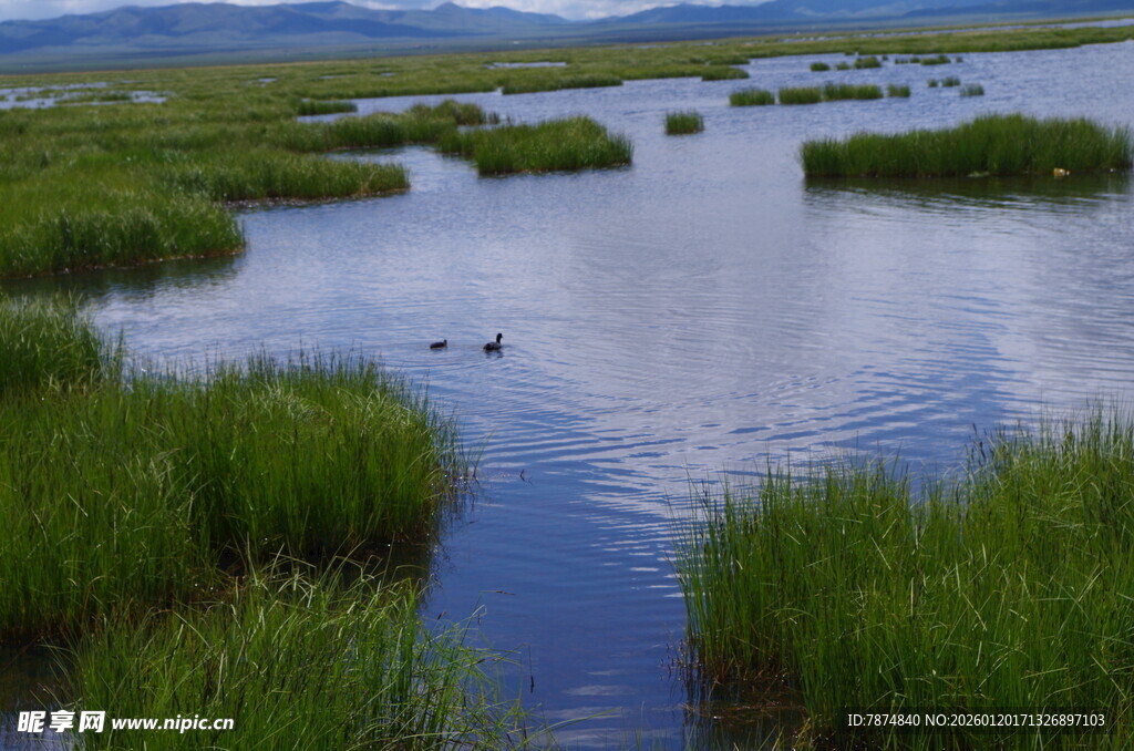 湿地风光 水草与水域交织