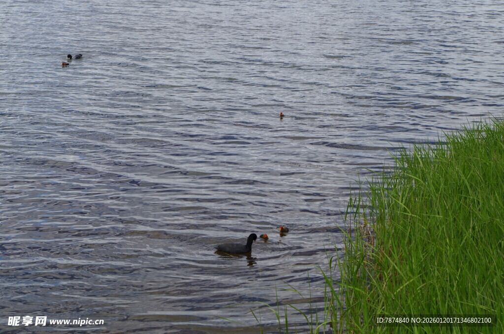 水边绿岸 鸭子悠游