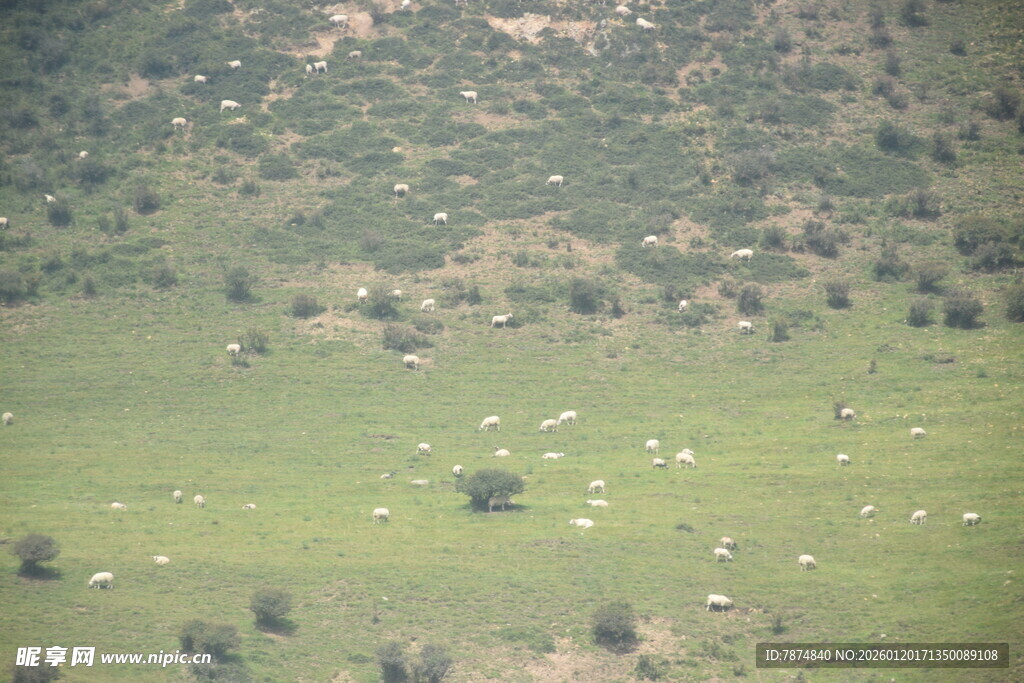 草原上散布的牲畜与植被