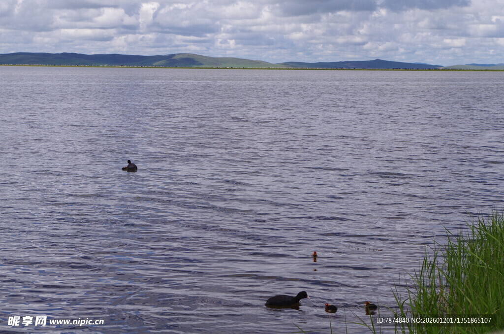 湖畔水波与嬉戏的鸟儿