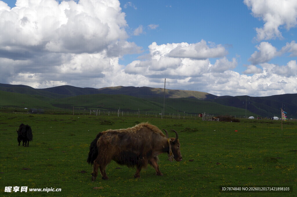 草原上的牦牛